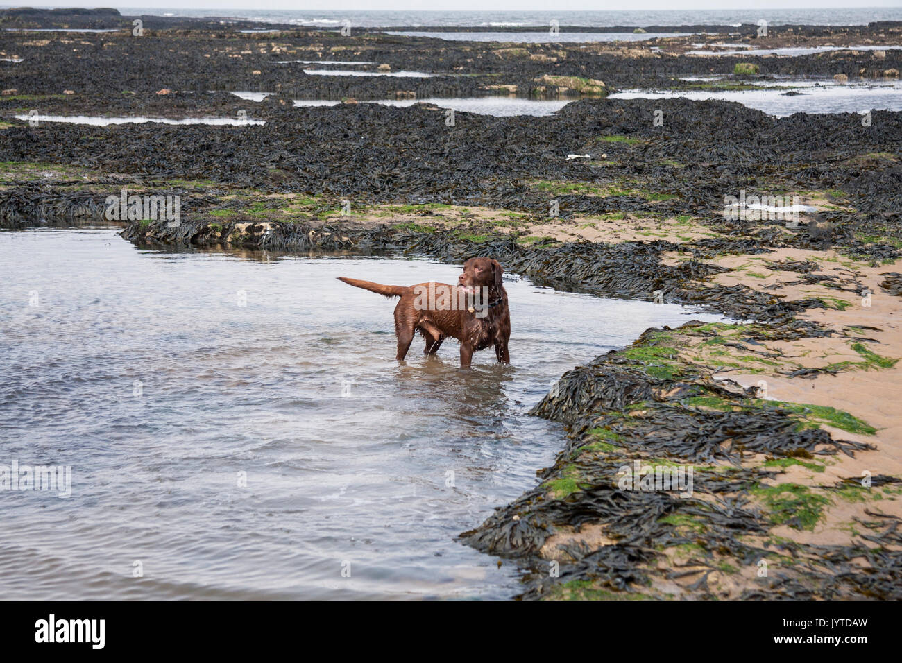 Un chocolat/marron/rouge labrador chien jouant dans une piscine au bord de mer à Hartlepool en Angleterre,UK Banque D'Images