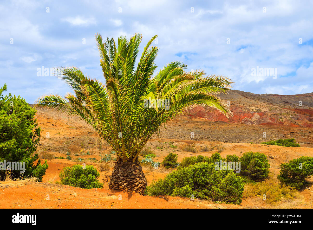 Palmier dans un paysage de montagnes volcaniques de l'île de Madère, Portugal Banque D'Images
