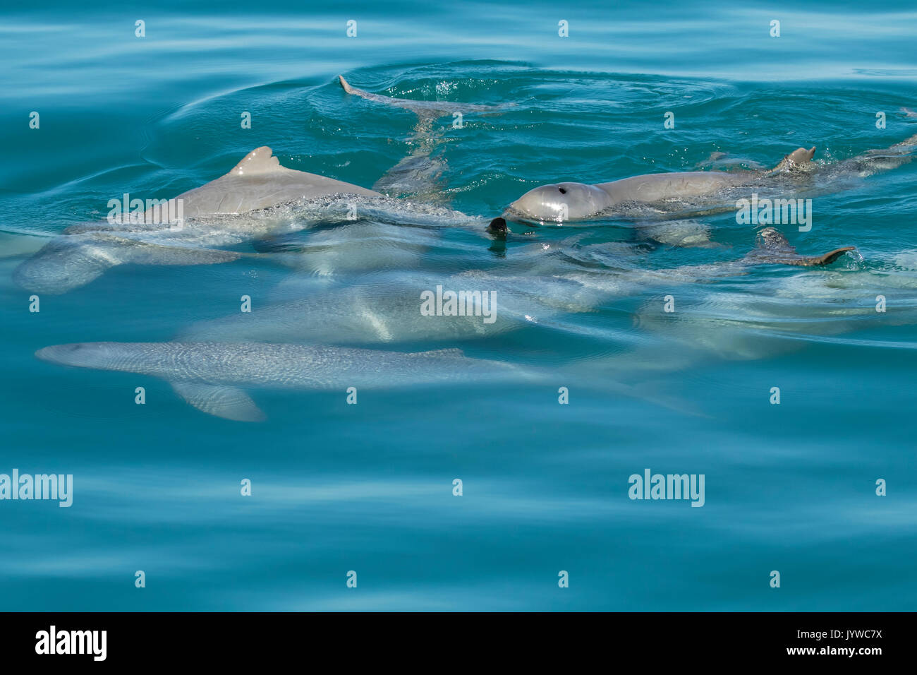 Australian Snubfin Dolphin (Orcaella heinsohni) socialisation dans la baie de Roebuck, Broome Banque D'Images