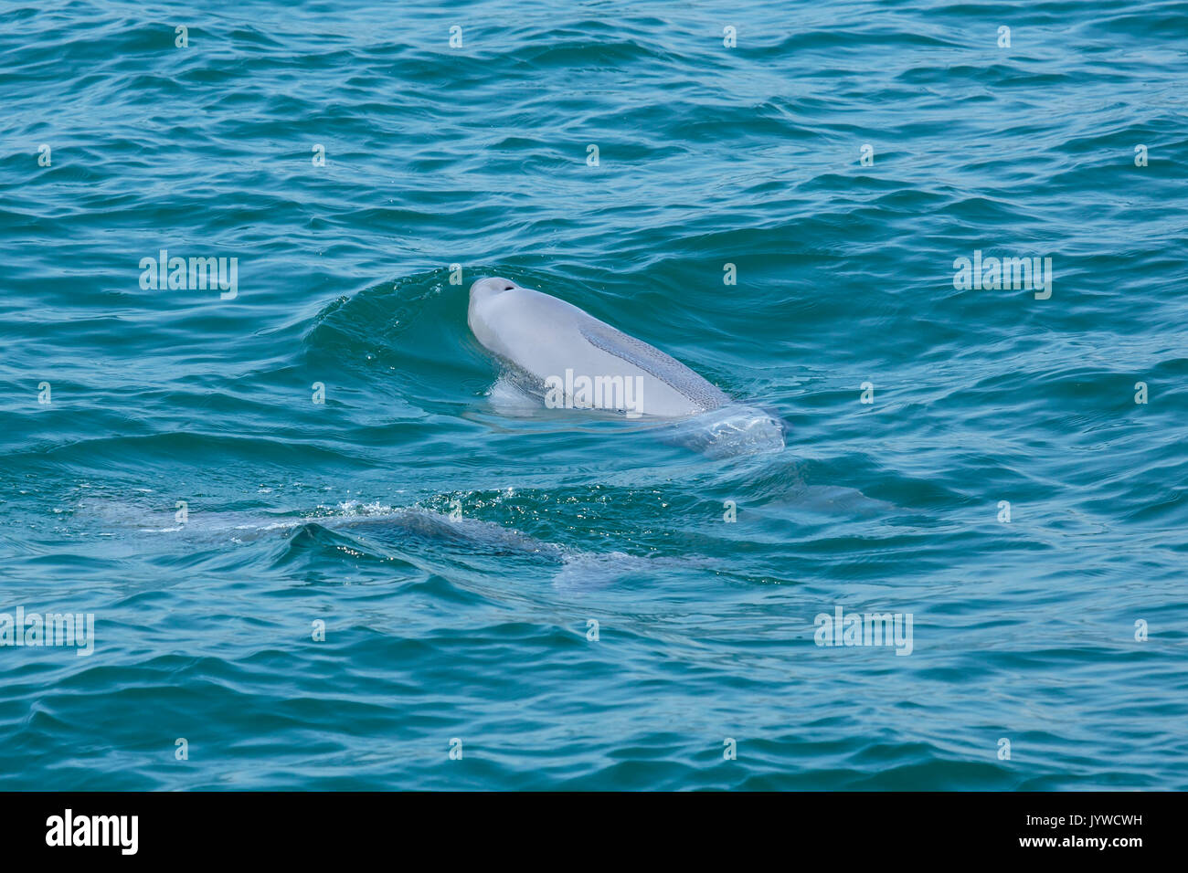 Marsouin de l'Inde de l'Indo-Pacifique (Neophocaena phocaenoides) émerge dans les eaux de Hong Kong Banque D'Images