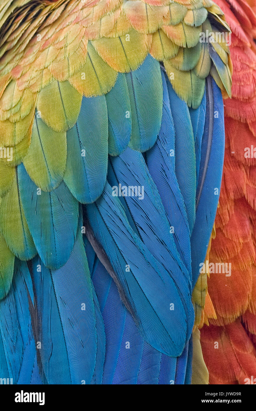 Des plumes de perroquet, rouge, jaune et bleu texture exotique Banque D'Images