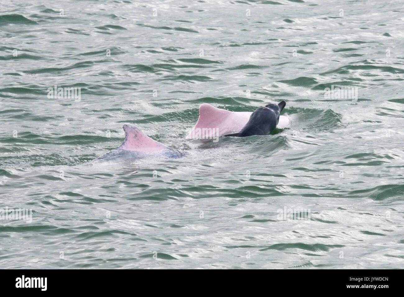 Dauphin à bosse de l'Indo-Pacifique (Sousa chinensis) mère et nouveau-né avec des plis dans les eaux de Hong Kong. Banque D'Images