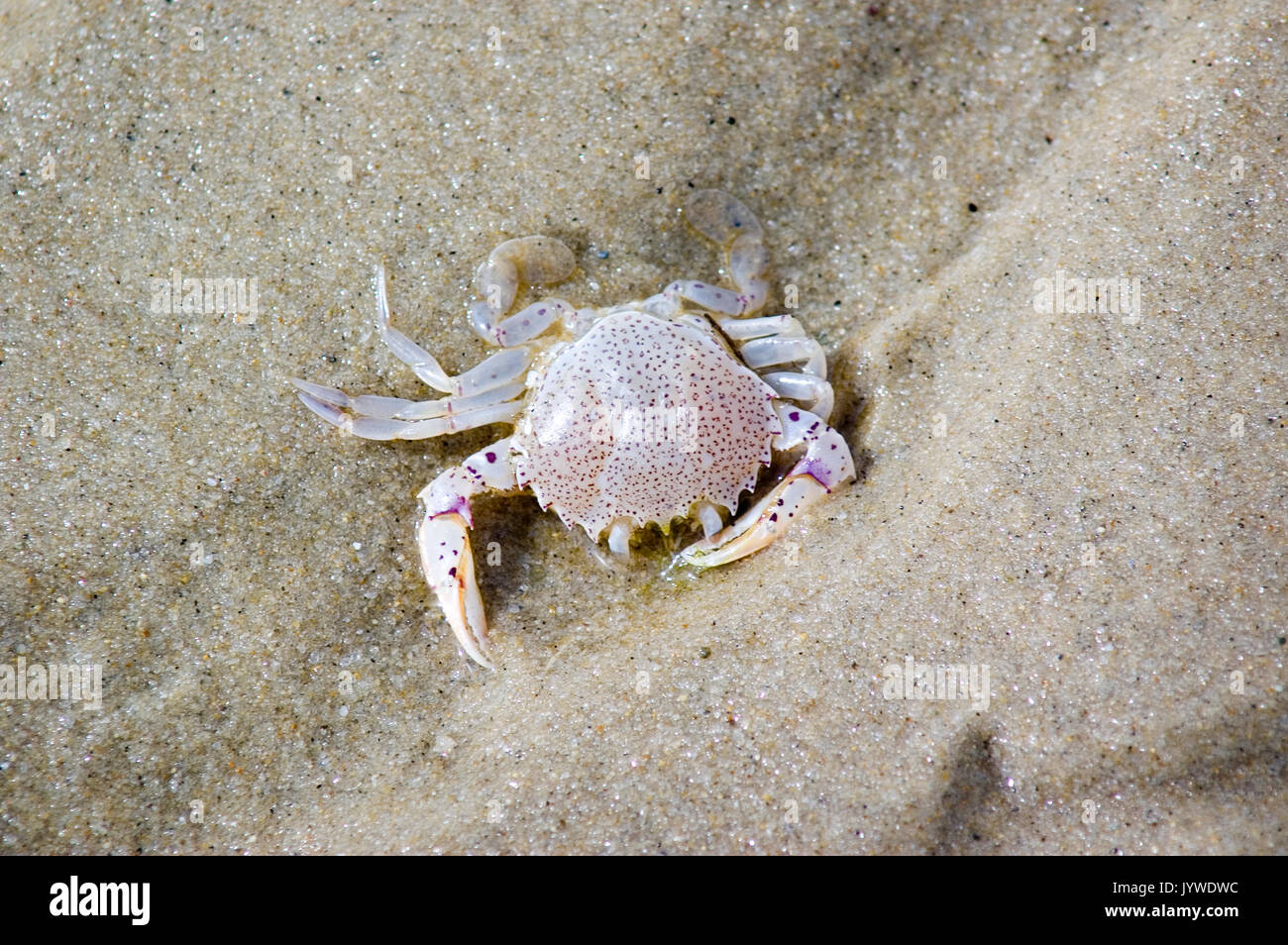 Un crabe sur la plage d'entreposage au froid - MA - Dennis, Cape Cod Banque D'Images