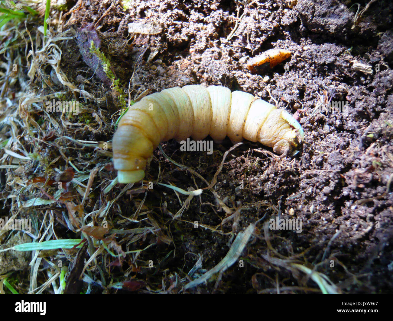 Mimas Tiliae Caterpillar Banque D'Images