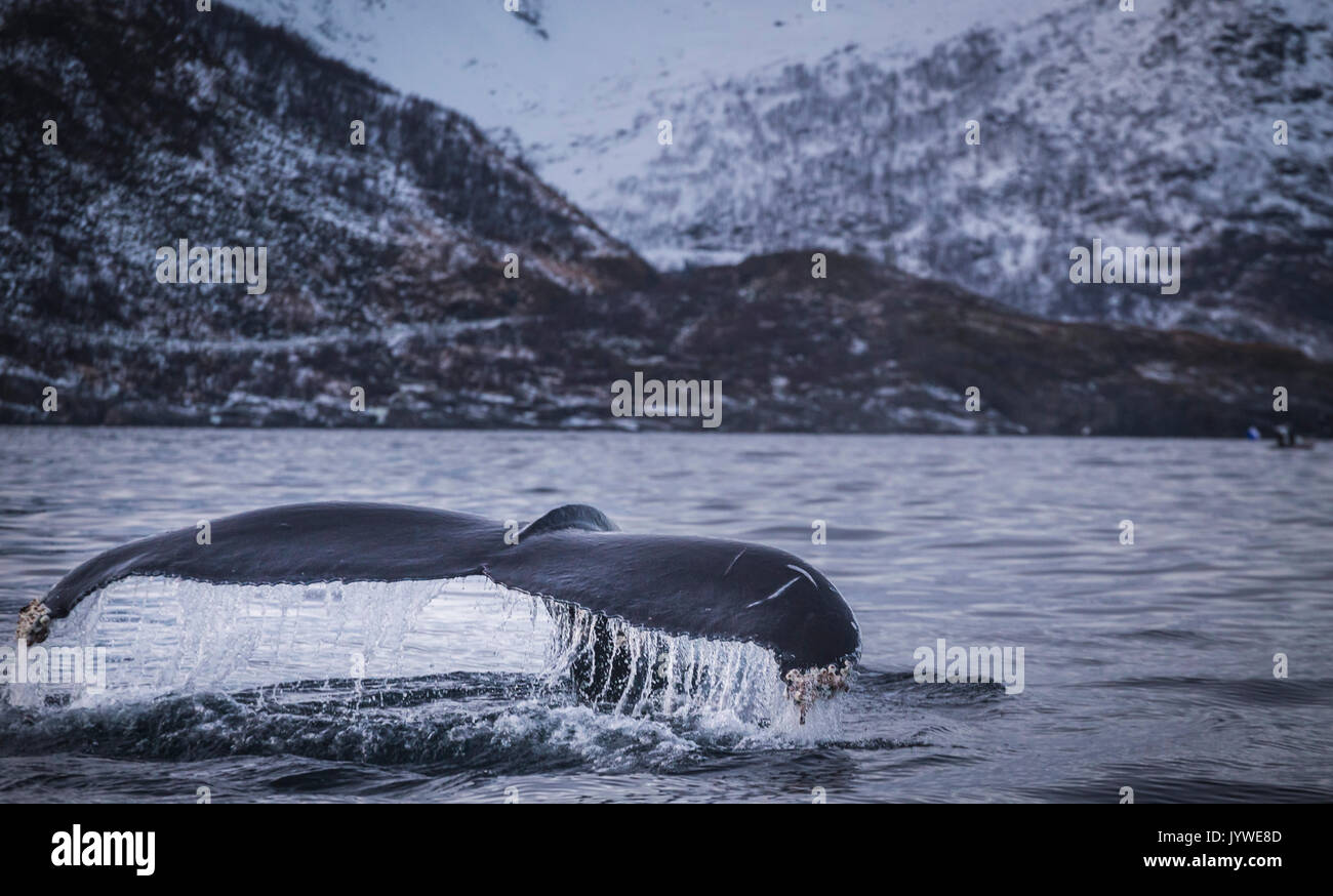 L'orque,Mefjordvaer, Senja Island, Norway Banque D'Images