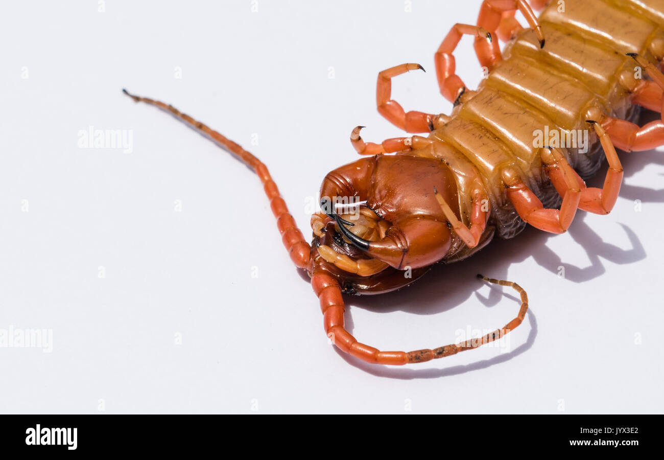 Large red-pattes à l'envers avec gros plan arrière-plan transparent blanc isolé à partir de la Thaïlande. Banque D'Images