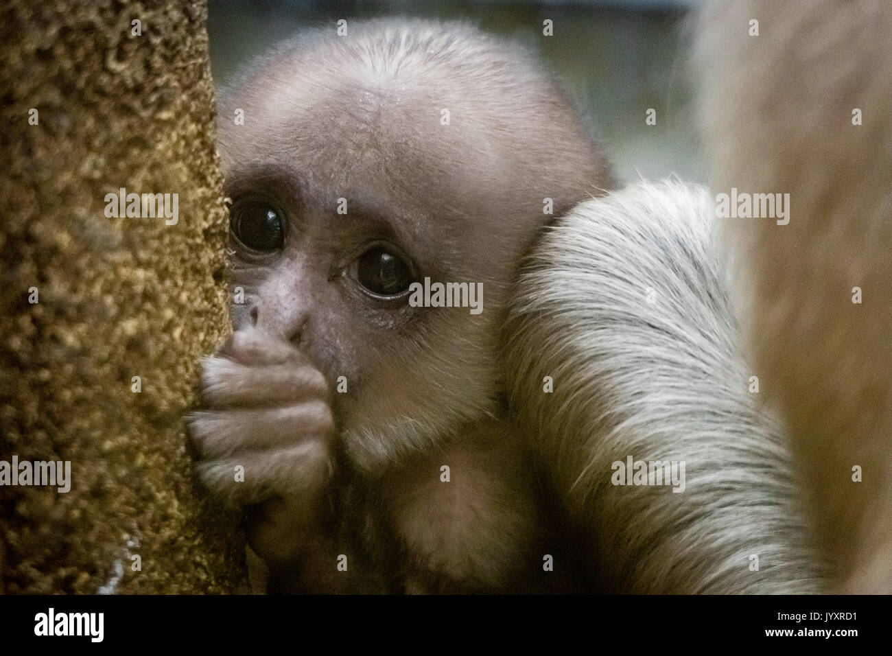 Londres, Royaume-Uni. 21 août, 2017. Singe "sacré" né à ZSL London Zoo. Zoo célèbrent l'arrivée de Kamala, un Iangur Hanuman singe nommé après le dieu hindou et considéré comme sacré par les saints hommes. Crédit : Guy Josse/Alamy Live News Banque D'Images