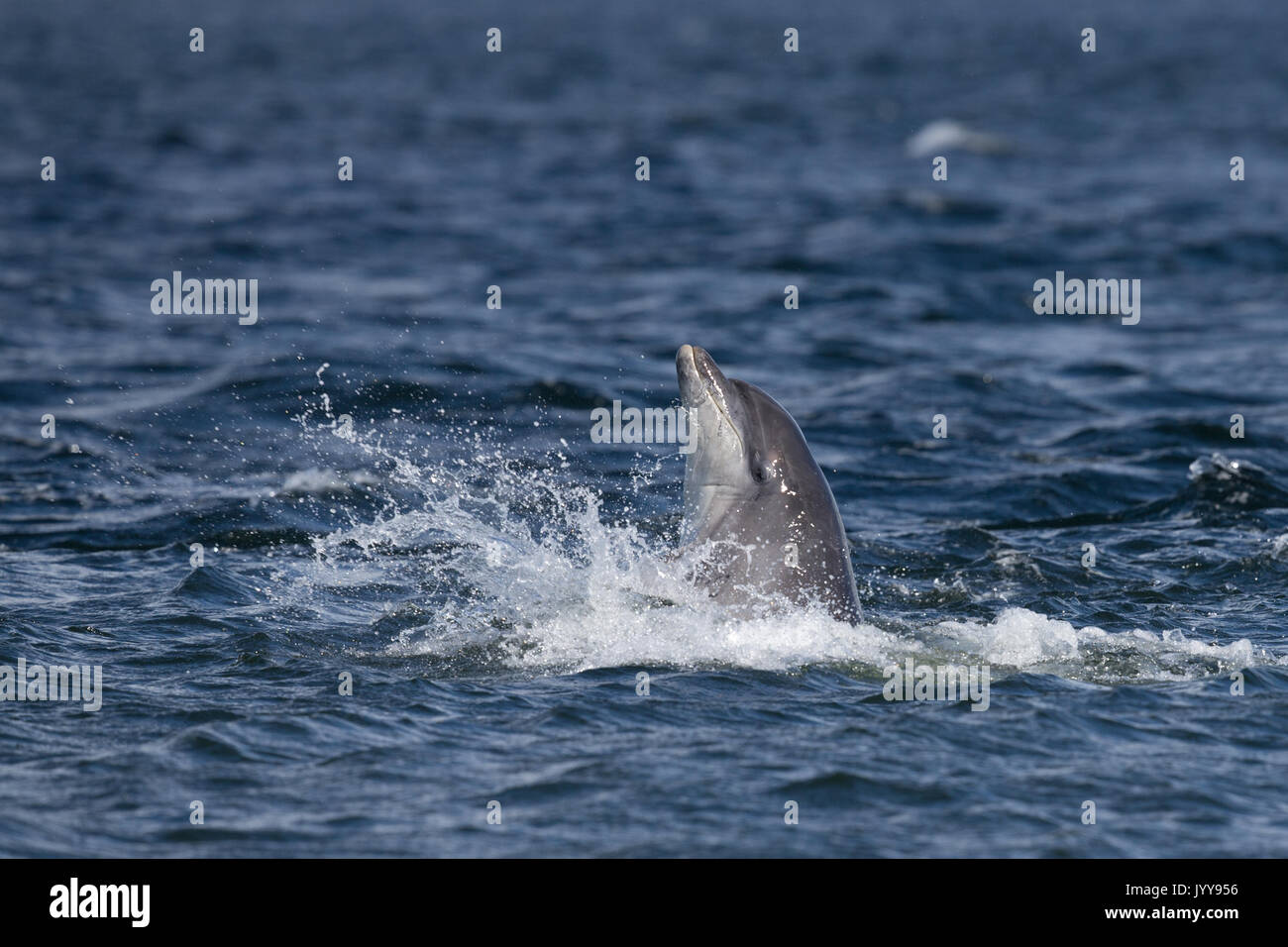 Les grands dauphins spy-hopping off Chanonry Point Banque D'Images