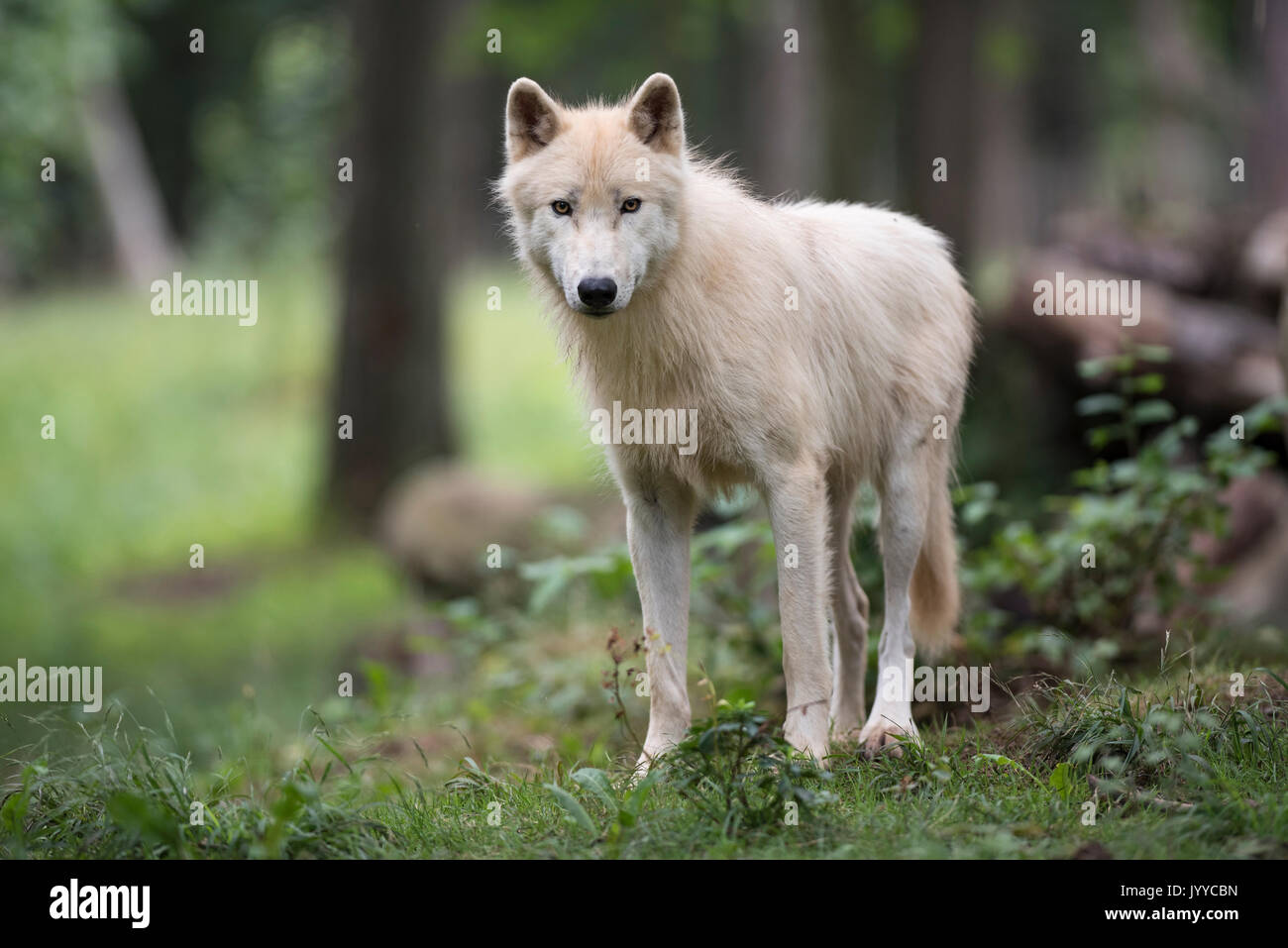 Le loup arctique (Canis lupus Banque D'Images