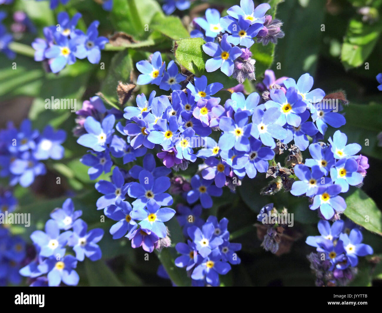 Forget-me.pas de fleurs Banque D'Images