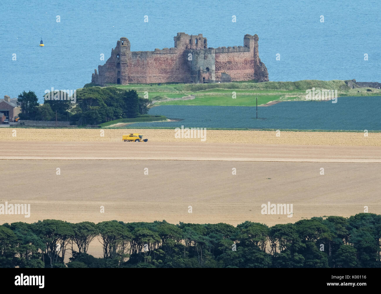 Une moissonneuse-batteuse travaillant dans un champ de blé près de Château de Tantallon East Lothian. Banque D'Images