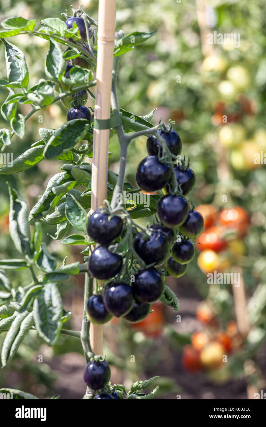 Tomate, tomates noires, Indigo Rose sur la vigne Banque D'Images