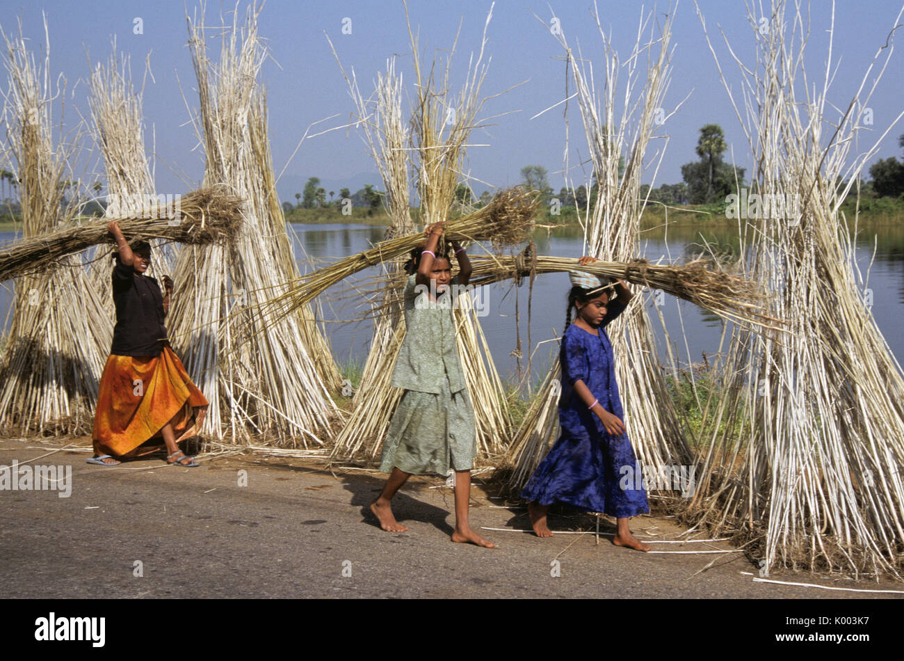 Pour l'exécution de jute récoltée, de l'Andhra Pradesh, Inde Banque D'Images