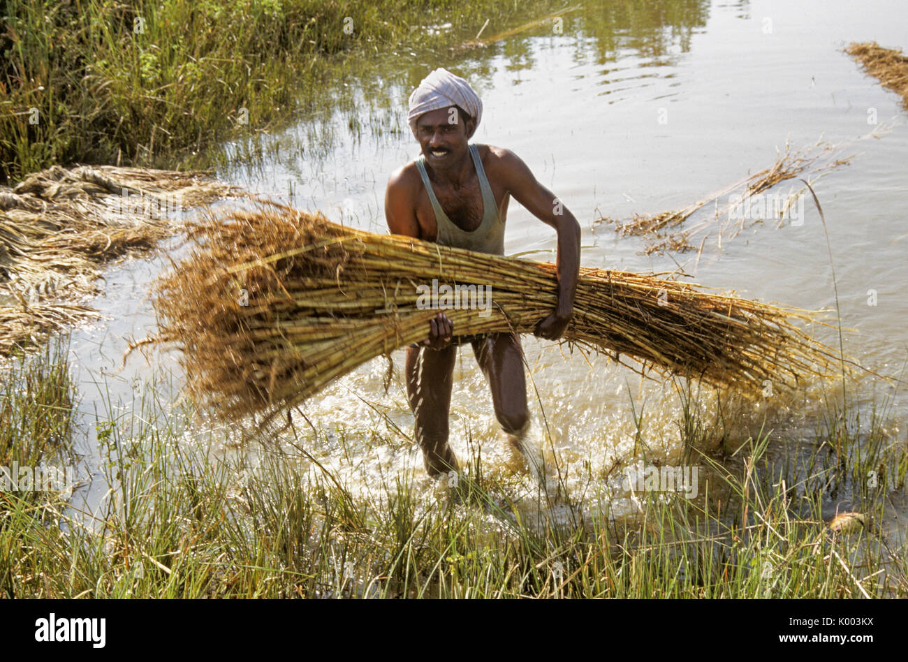 Homme ayant trempé le jute à partir de l'eau, de l'Andhra Pradesh, Inde Banque D'Images