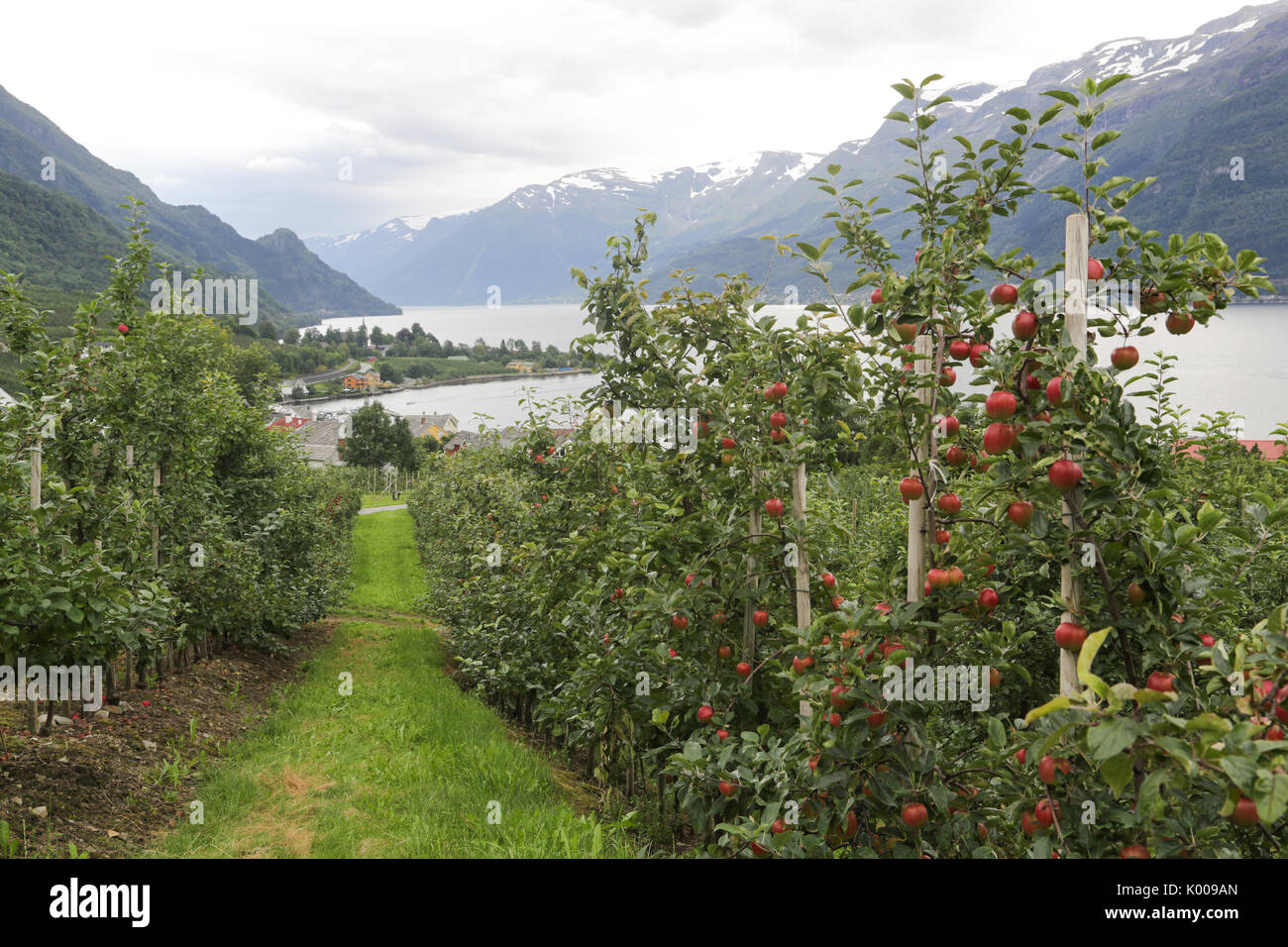 Apple Tree Gardens à Lofthus autour du fjord Hardanger Banque D'Images