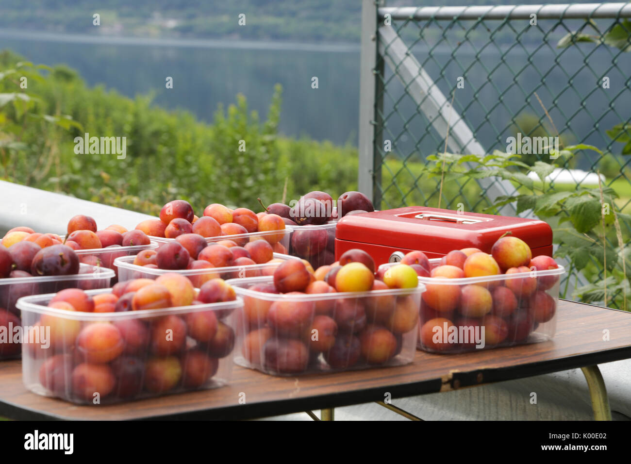Apple Tree Gardens à Lofthus autour du fjord Hardanger Banque D'Images
