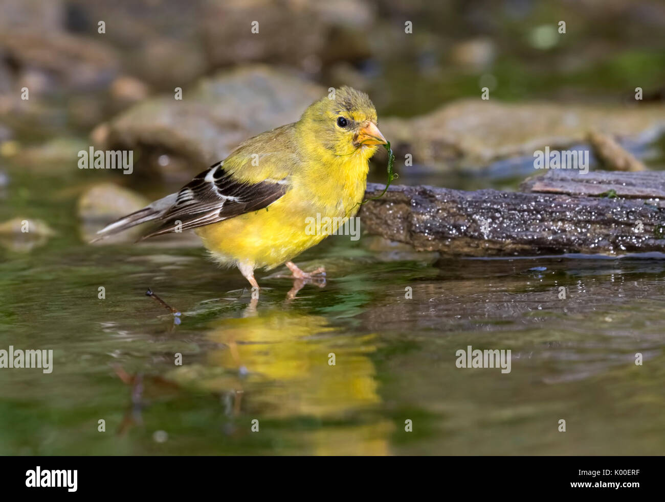 Chardonneret jaune (Spinus tristis), femelle adulte, manger des algues dans l'eau d'un ruisseau, Ames, Iowa, USA Banque D'Images