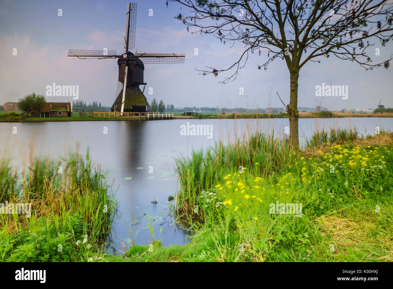 Fleurs jaune le moulin bâti reflète dans le canal à l'aube Kinderdijk Rotterdam Pays-Bas Hollande du Sud Europe Banque D'Images