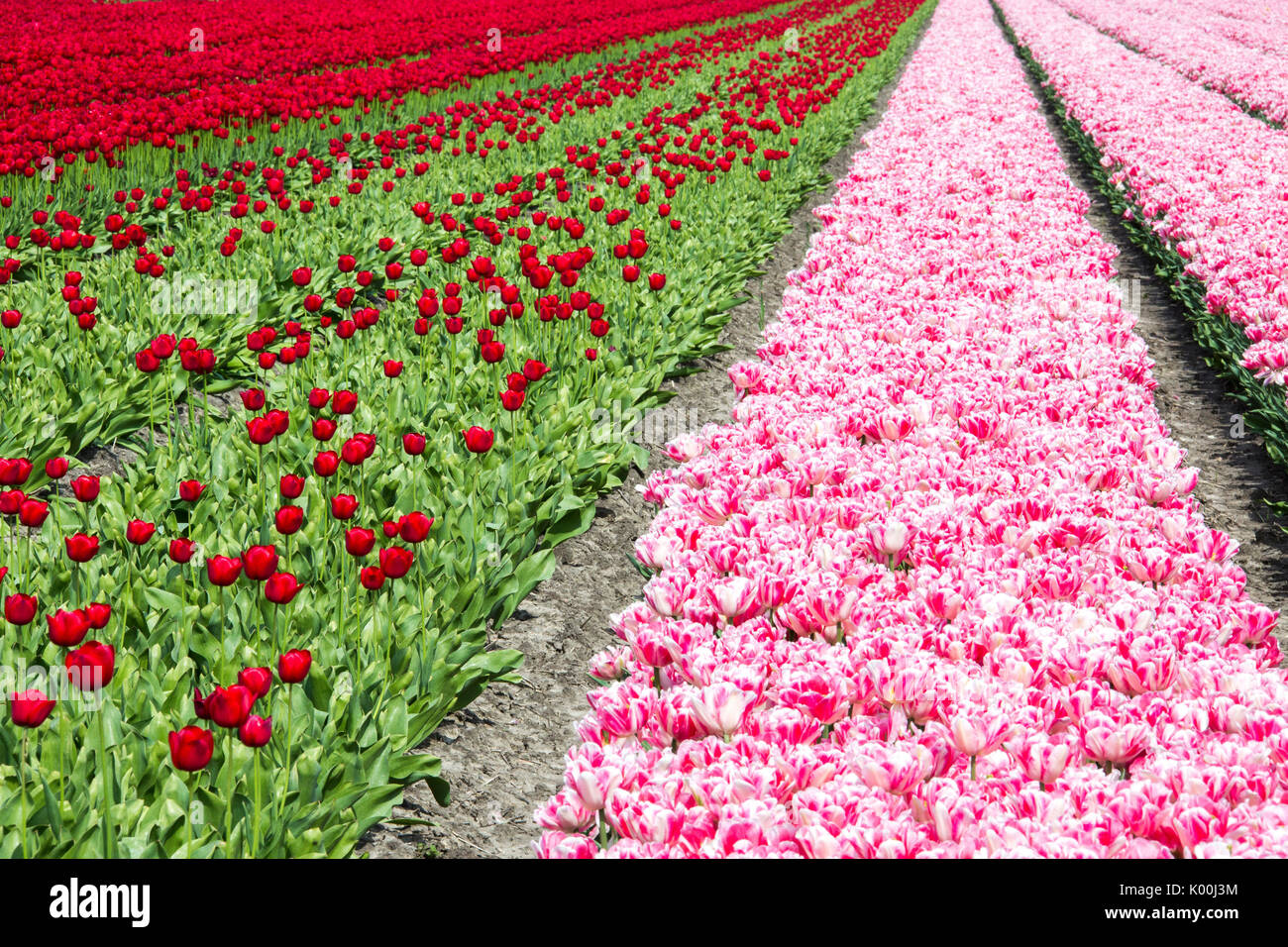 Champs de tulipes multicolores au printemps Berkmeer Koggenland North Holland Pays-bas Europe Banque D'Images