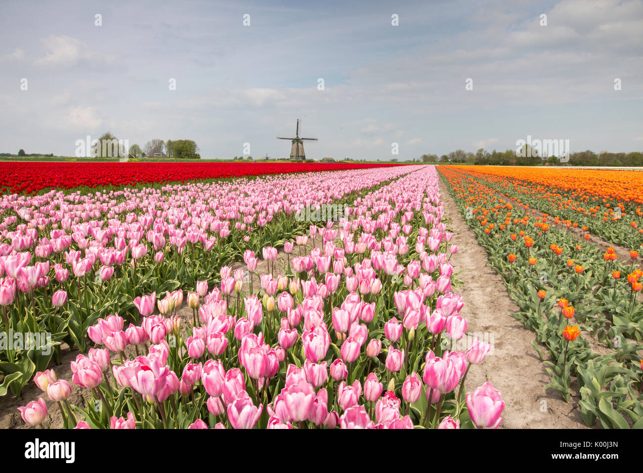 Champs de tulipes multicolores du moulin bâti au printemps Berkmeer Koggenland North Holland Pays-bas Europe Banque D'Images