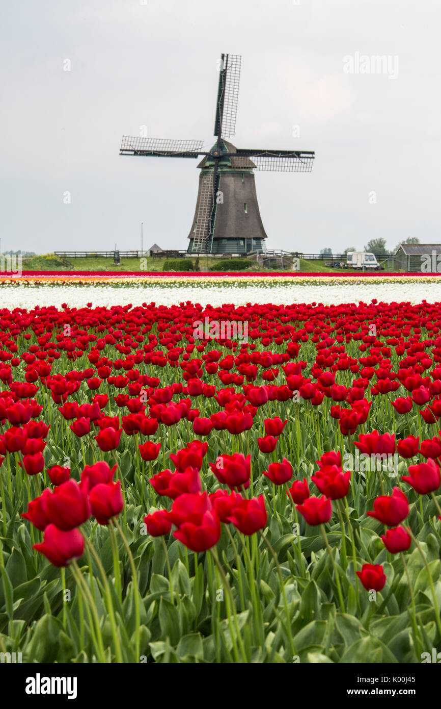 Champs de tulipes multicolores du moulin bâti au printemps Berkmeer Koggenland North Holland Pays-bas Europe Banque D'Images