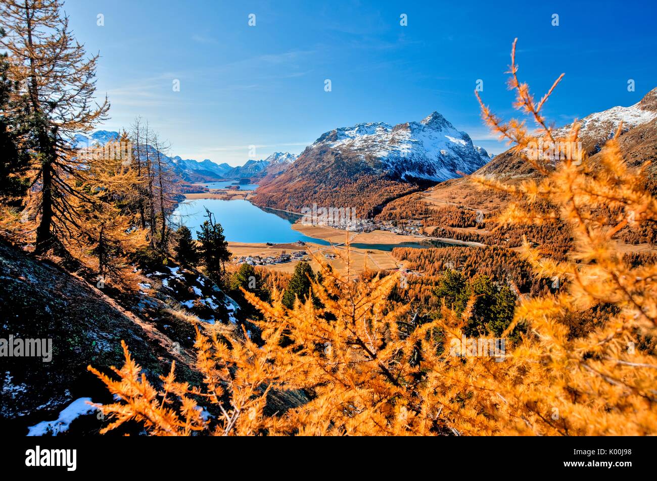 Couleurs d'automne dans la région de Sils. Engadine. Canton des Grisons Suisse Europe Banque D'Images