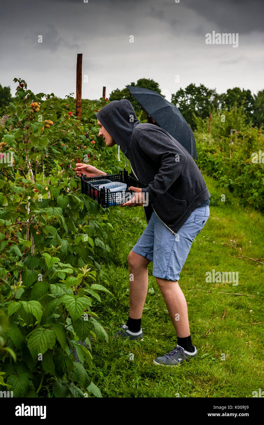 Cueillette de framboises sur les jeunes un Farm, East Sussex, UK Banque D'Images