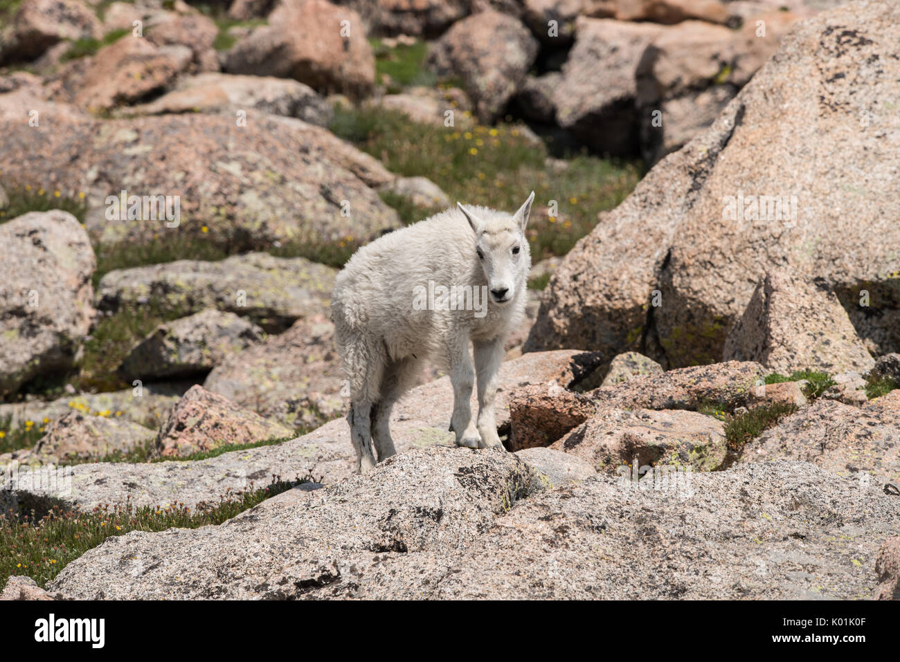 La chèvre de montagne, le Mt Evans, Colorado Banque D'Images