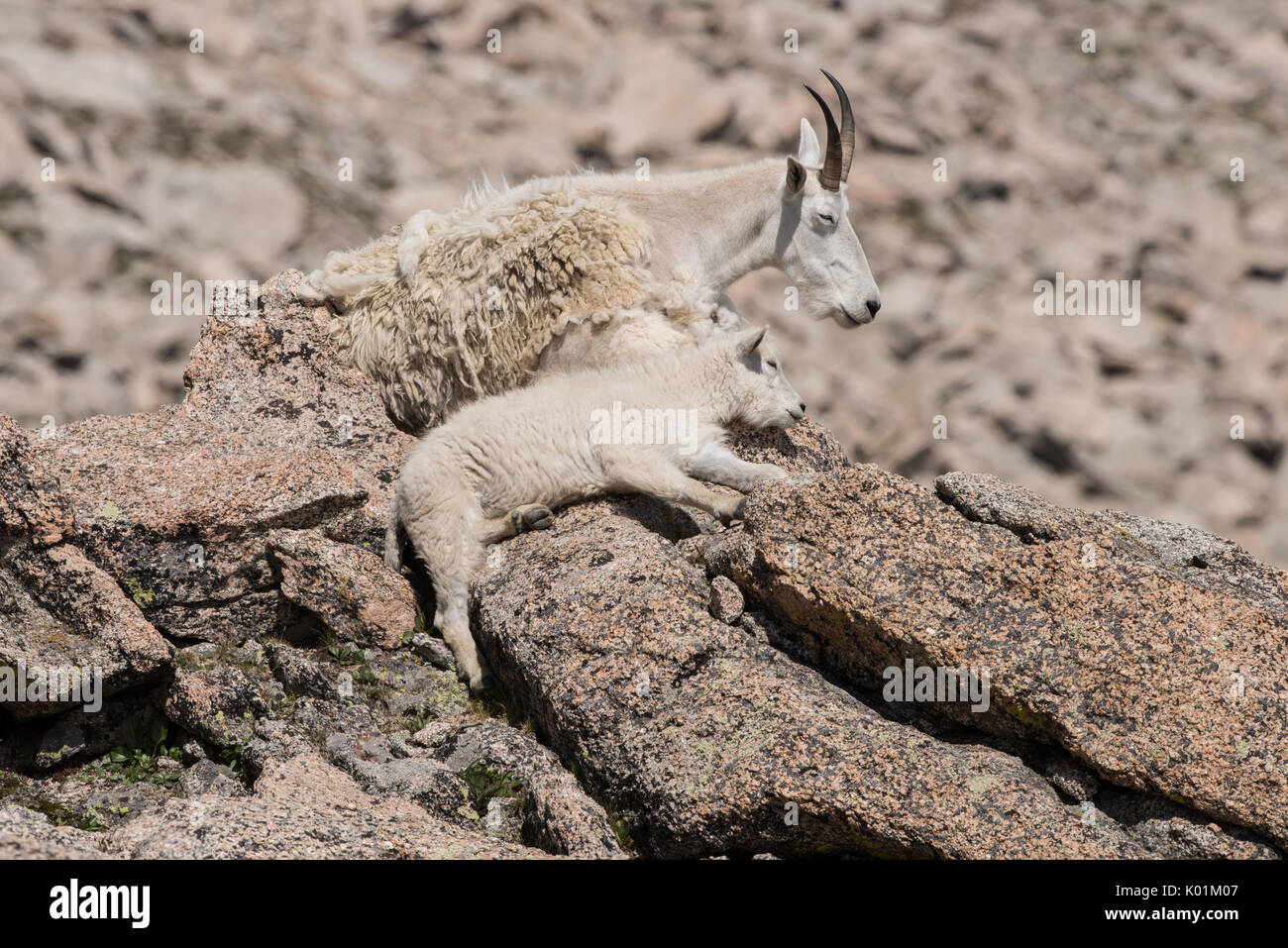 La chèvre de montagne, le Mt Evans, Colorado Banque D'Images