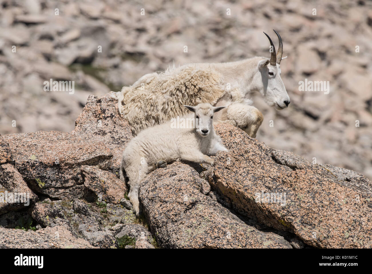 La chèvre de montagne, le Mt Evans, Colorado Banque D'Images