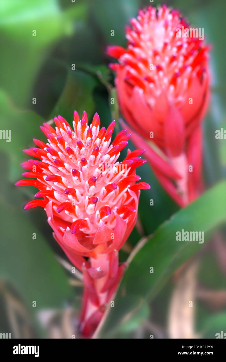 Fleur de gingembre rouge dans le jardin est magnifique Banque D'Images