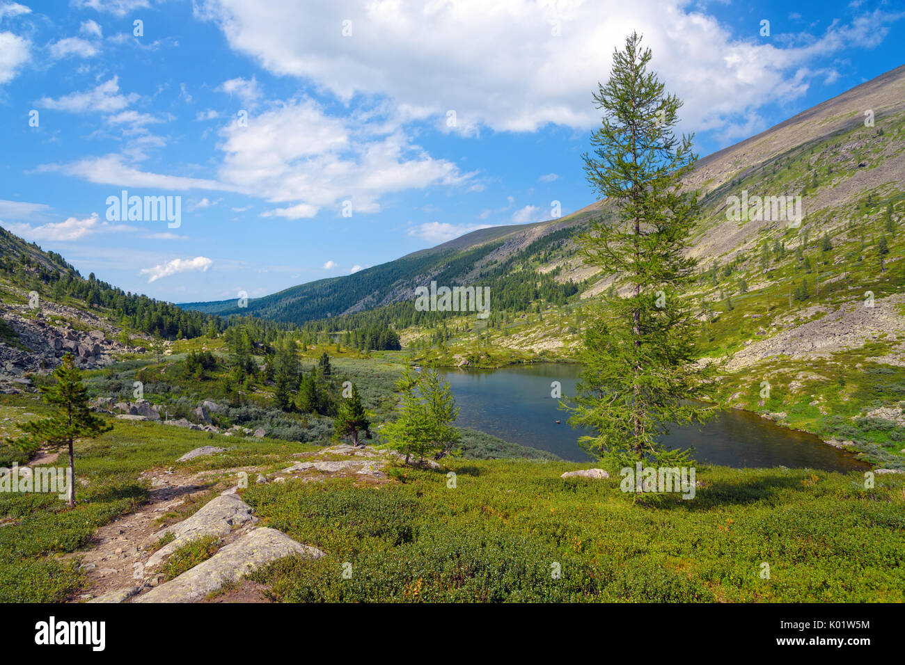 Paysage de montagne d'été : grand sapin près de froid Tarn (Karakolsky, lacs) de l'Altaï Banque D'Images