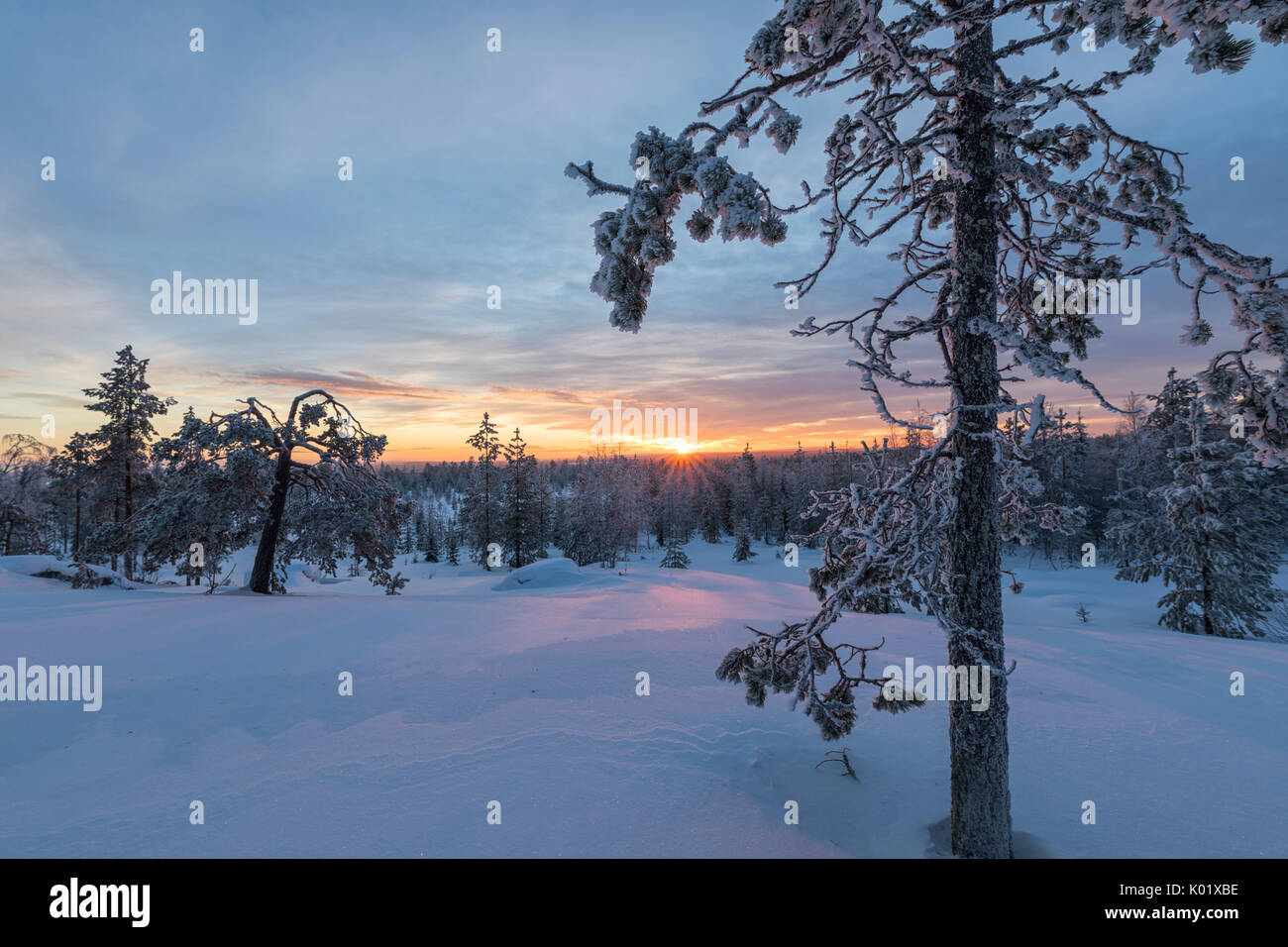 Les dernières lumières de l'Arctique sur le coucher du soleil Snowy Woods Vennivaara Laponie Rovaniemi Finlande Région Europe Banque D'Images