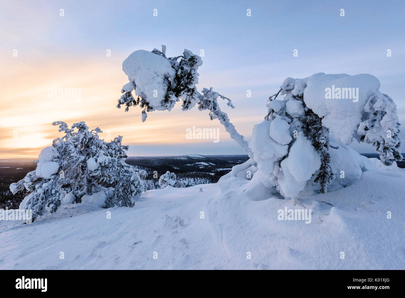 Les branches d'arbres gelés et paysage de neige dans le froid de l'hiver de l'Arctique de l'Ostrobothnie ruka kuusamo Finlande laponie région europe Banque D'Images