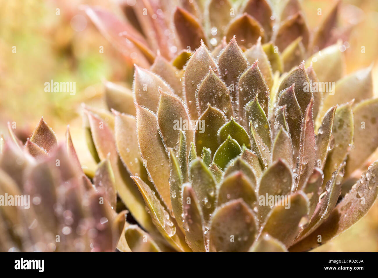 Close up détails de plante succulente couvert de gouttes d'eau Banque D'Images