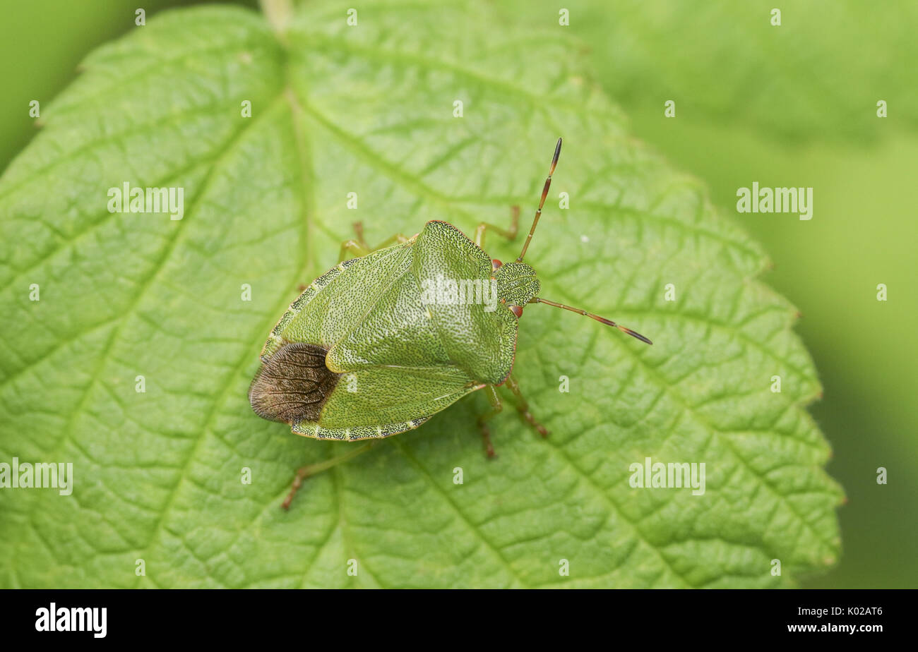 Un Shieldbug verte (Palomena prasina) perché sur une feuille. Banque D'Images