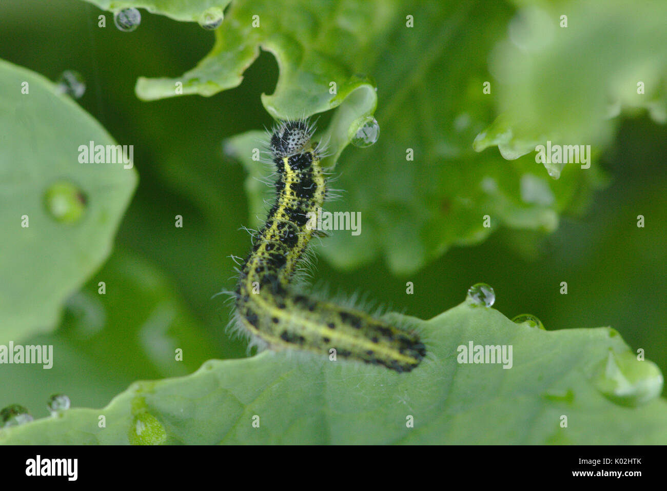 Papillon blanc du chou brassica manger un Caterpillar Banque D'Images