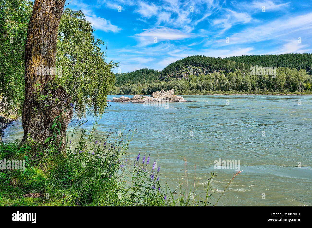 Beau paysage estival de la rivière de montagne avec Katun stony island, avec arbres et fleurs sauvages bleues sur l'avant-plan et les collines couvertes de forêts o Banque D'Images