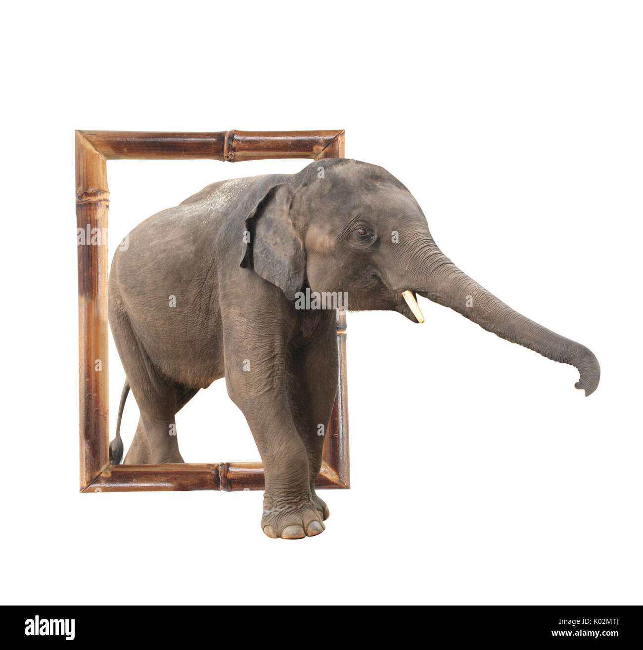 Bébé éléphant (Elephas maximus) dans cadre en bambou avec effet 3D. Isolé sur fond blanc Banque D'Images