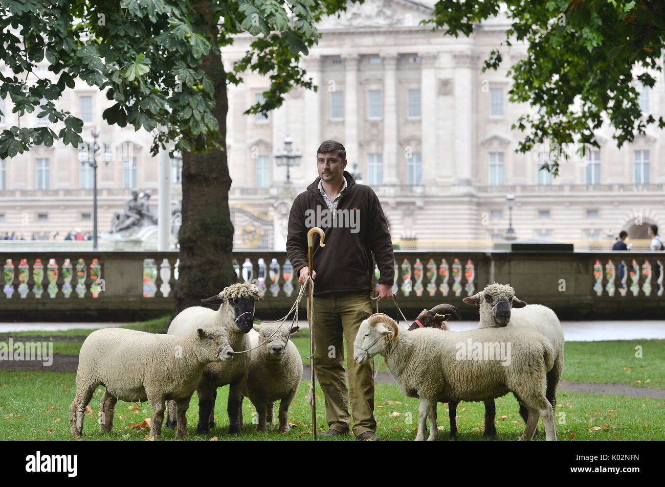 Tom Davis, gestionnaire de Mudchute farm, avec des moutons dans la région de Green Park, à Londres, qui sont là pour un essai de conservation qui voit les parcs royaux Mission : L'équipe d'invertébrés à la Rare Breeds Survival Trust et Mudchute Farm. Banque D'Images