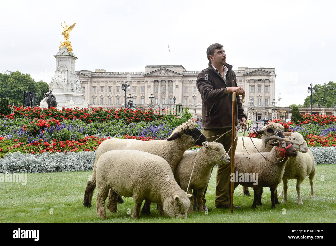 Tom Davis, gestionnaire de Mudchute farm, avec des moutons dans la région de Green Park, à Londres, qui sont là pour un essai de conservation qui voit les parcs royaux Mission : L'équipe d'invertébrés à la Rare Breeds Survival Trust et Mudchute Farm. Banque D'Images