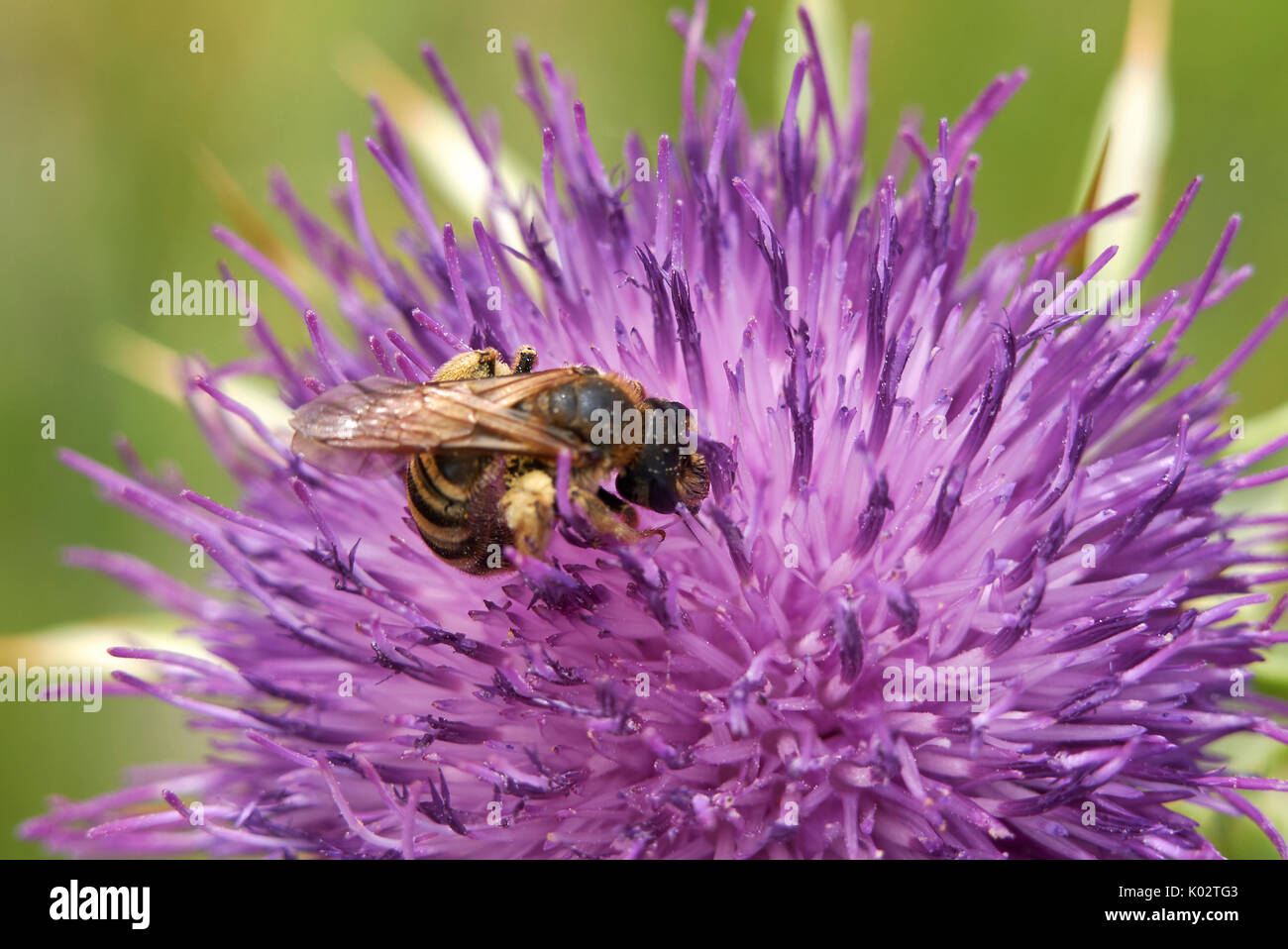 Silybum marianum Banque D'Images