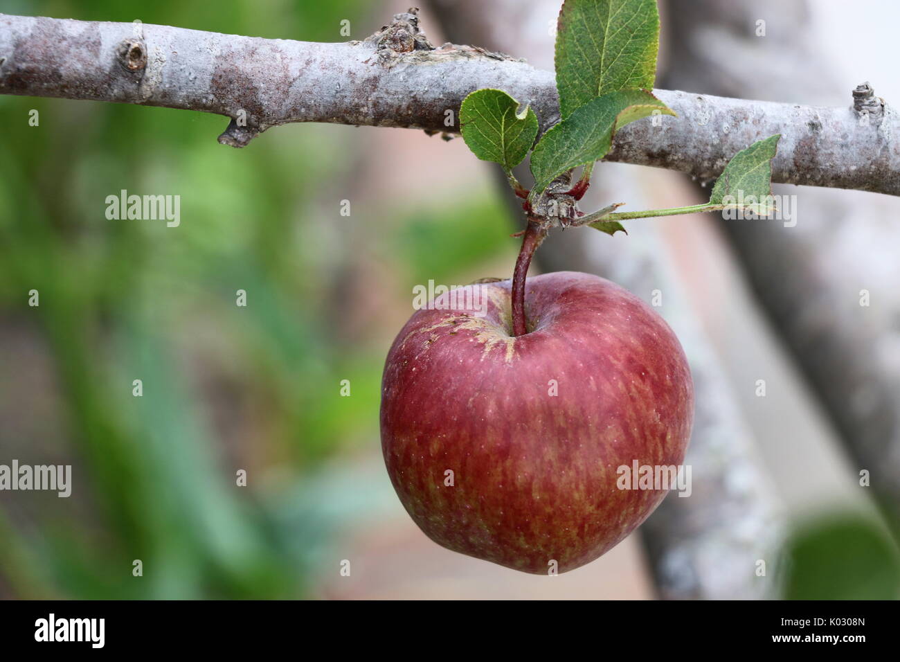 Apple tree de pommes rouges. Banque D'Images