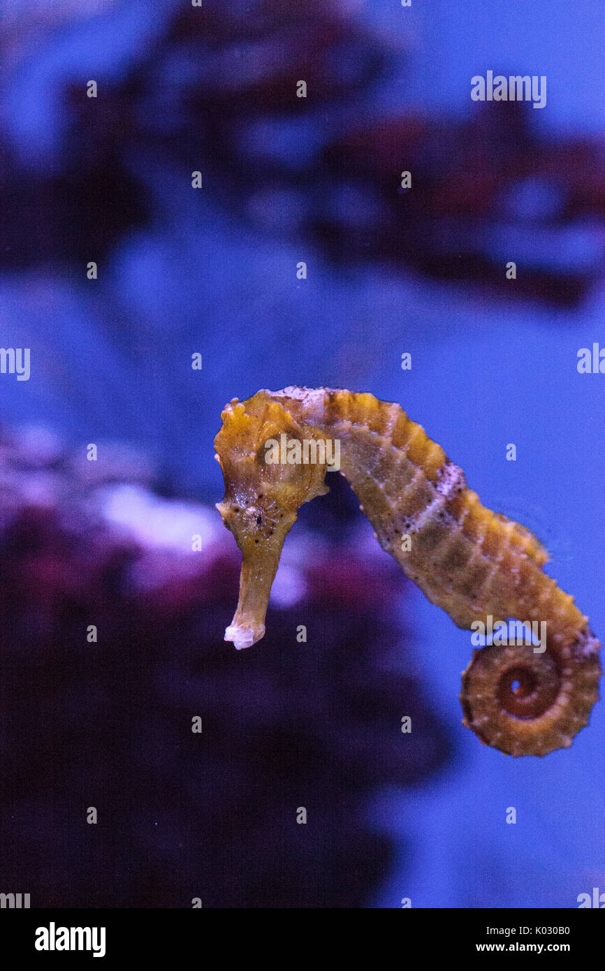 Longsnout seahorse appelé hippocampe reidi dans un aquarium marin Banque D'Images