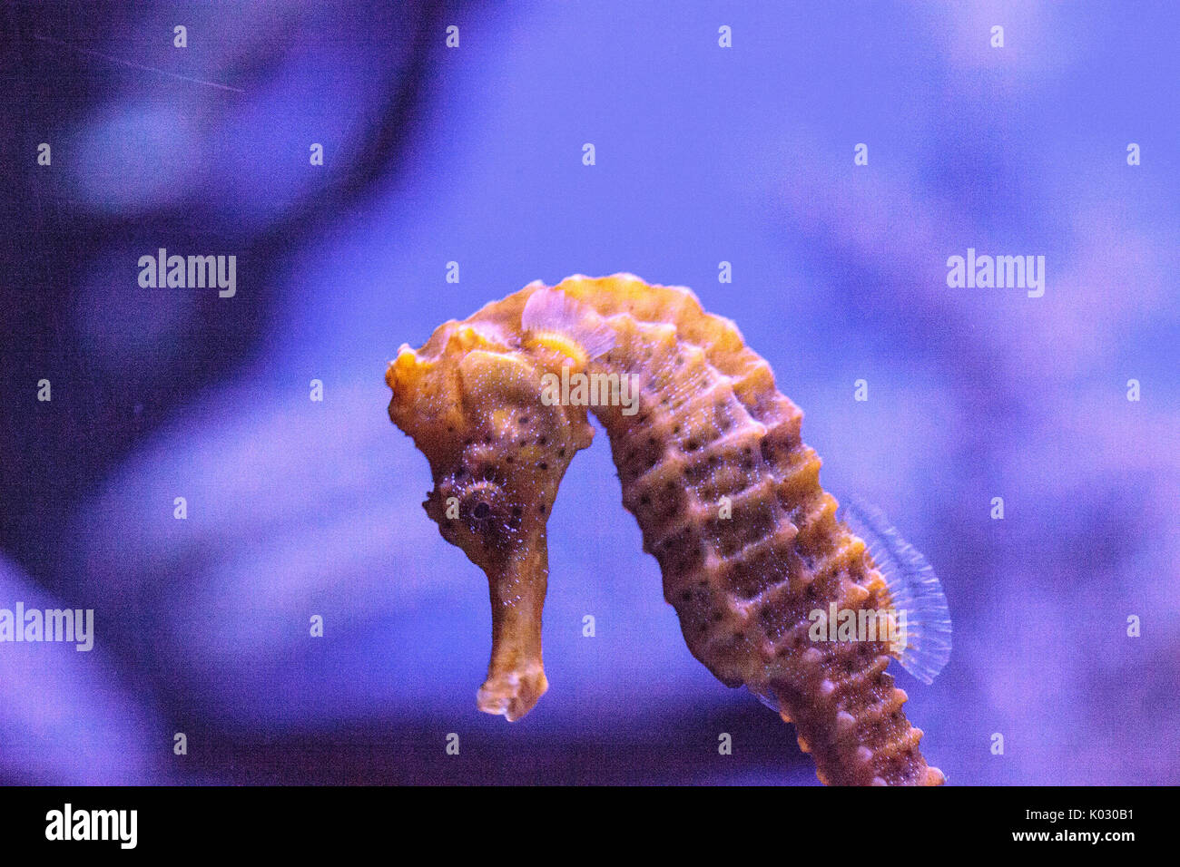 Longsnout seahorse appelé hippocampe reidi dans un aquarium marin Banque D'Images