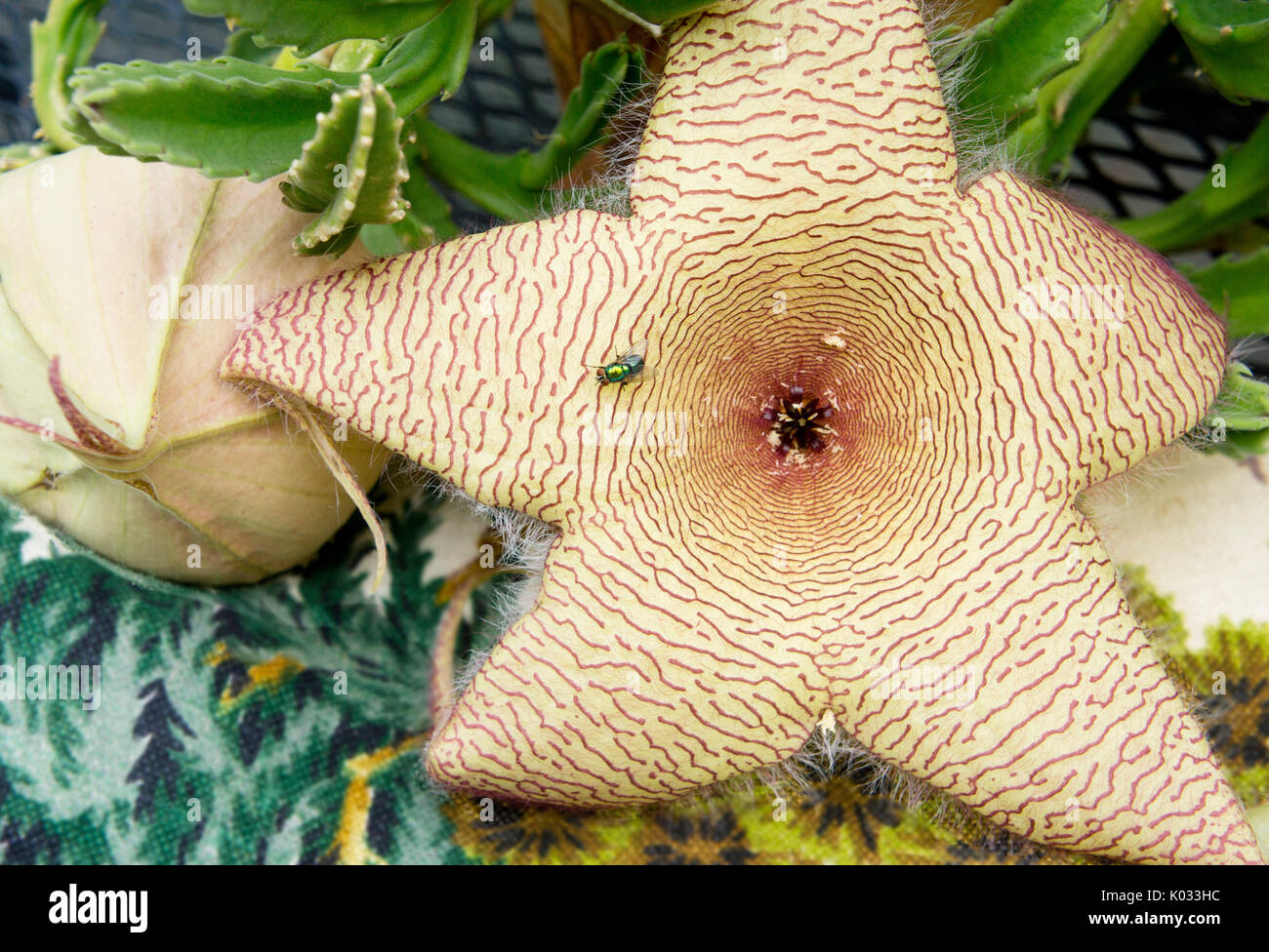 Carrion planter des fleurs en fleur. Les étoiles de fleurs attirant les mouches vert bouteille. Banque D'Images