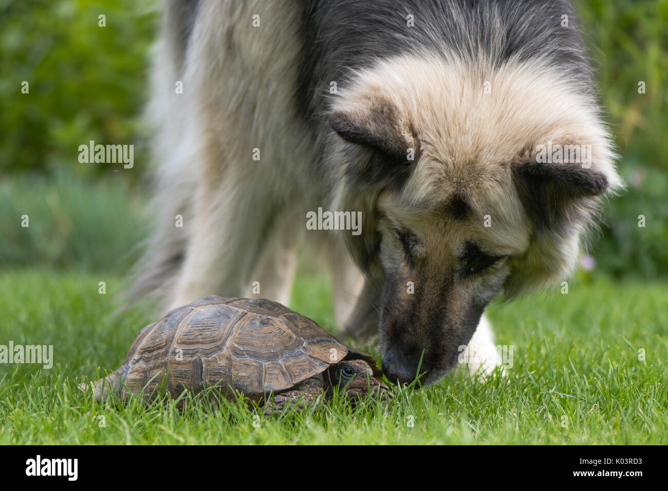 Berger Allemand enquête sur tortue. Noir et Crème poil long animaux renifleurs alsacien tortoise on lawn Banque D'Images