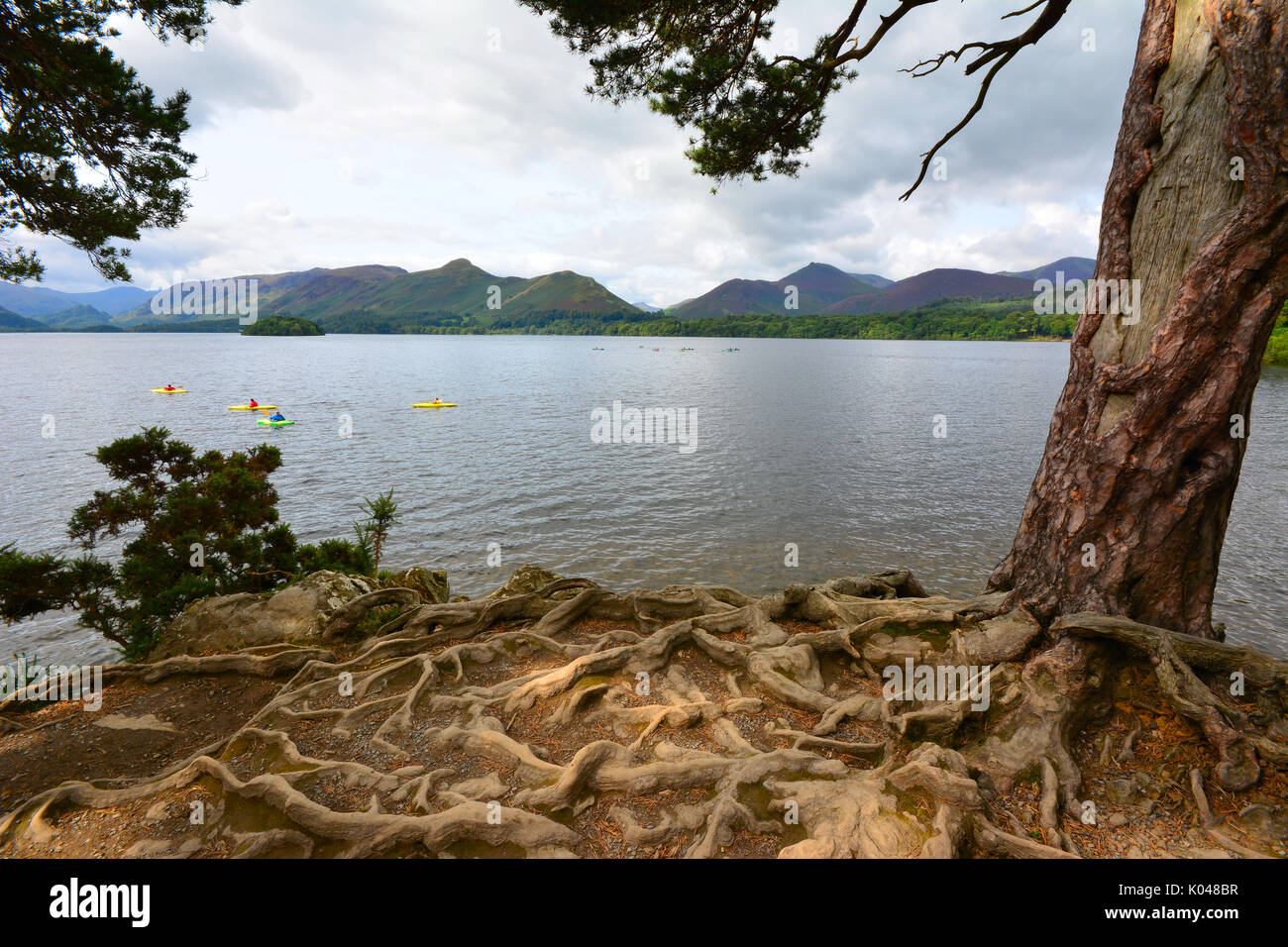 Les racines des arbres à Derwent Water, UK Banque D'Images