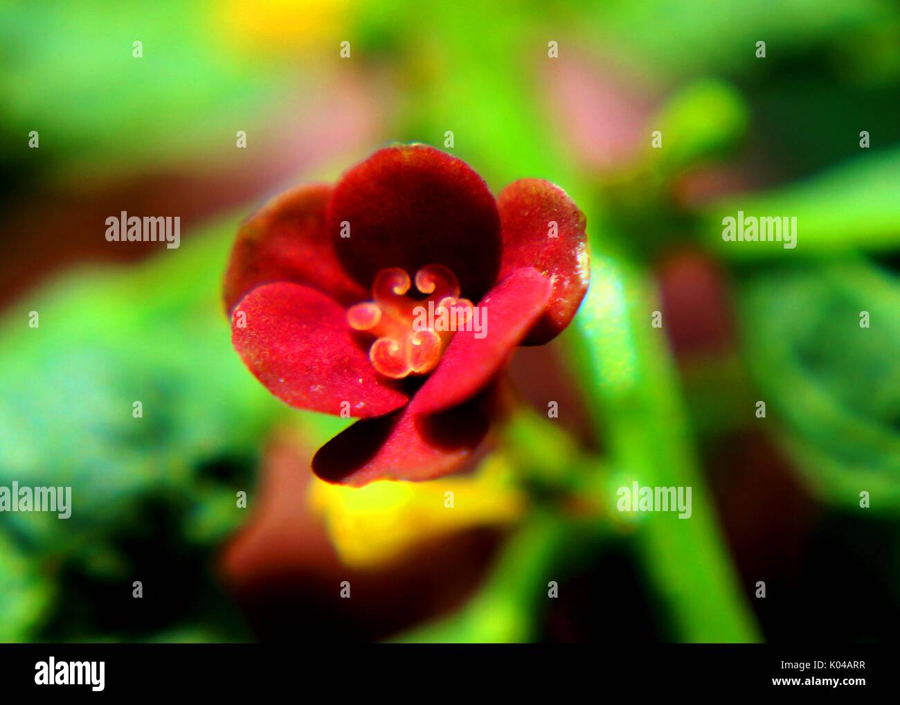 Close-up - macro - voir de belle rouge - velours couleur petit sweet leaf - Japon - batu Sauropus androgynus - fleurs dans un jardin familial au Sri Lanka Banque D'Images