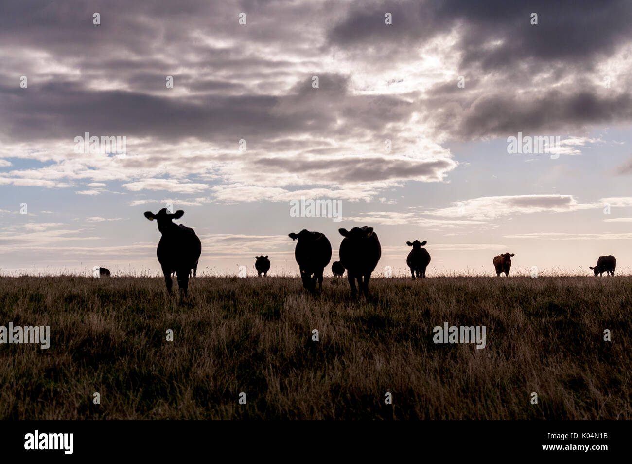 Les bovins en un champ silhouettes Banque D'Images
